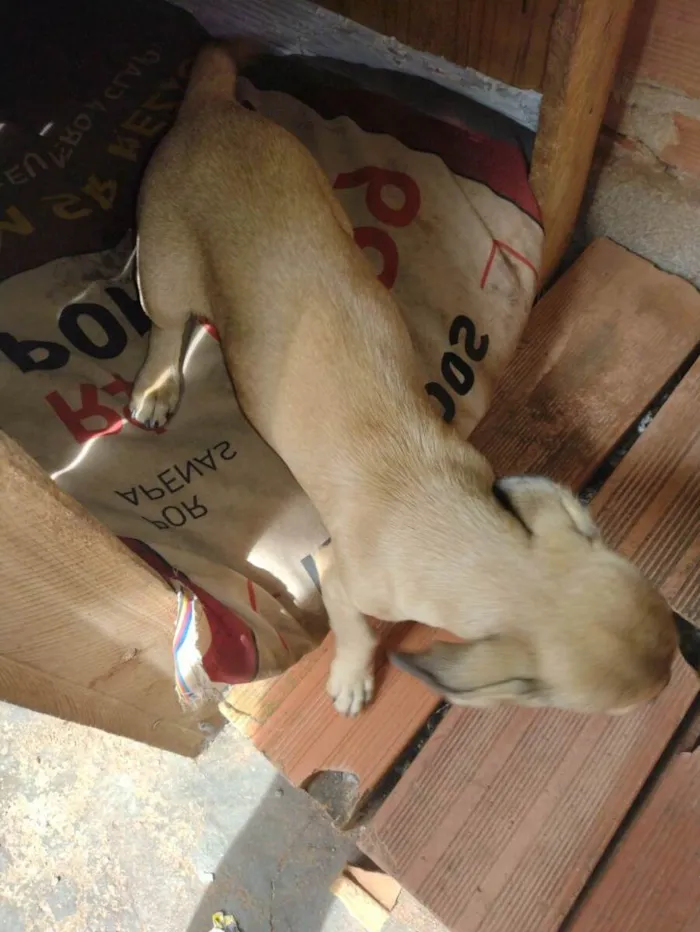 Cachorro ra a SRD-ViraLata idade 2 a 6 meses nome Betoven 