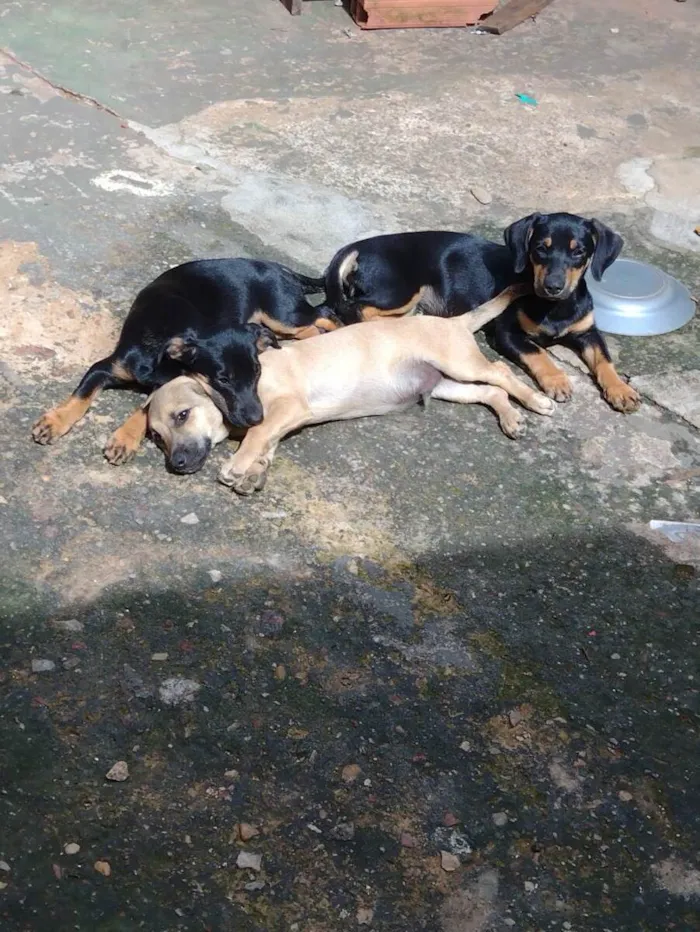 Cachorro ra a SRD-ViraLata idade 2 a 6 meses nome Betoven, belinha, pretinha