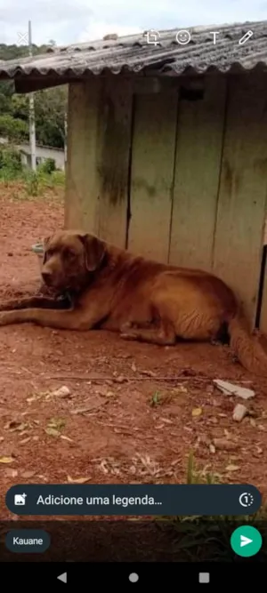 Cachorro raça Labrador  idade 2 anos nome Hairo 