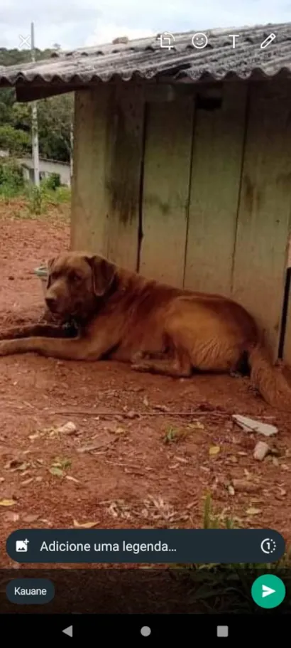 Cachorro raça Labrador  idade 2 anos nome Hairo 