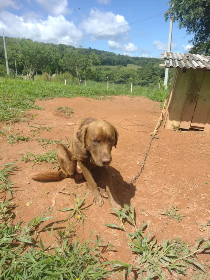 Cachorro raça Labrador  idade 2 anos nome Hairo 
