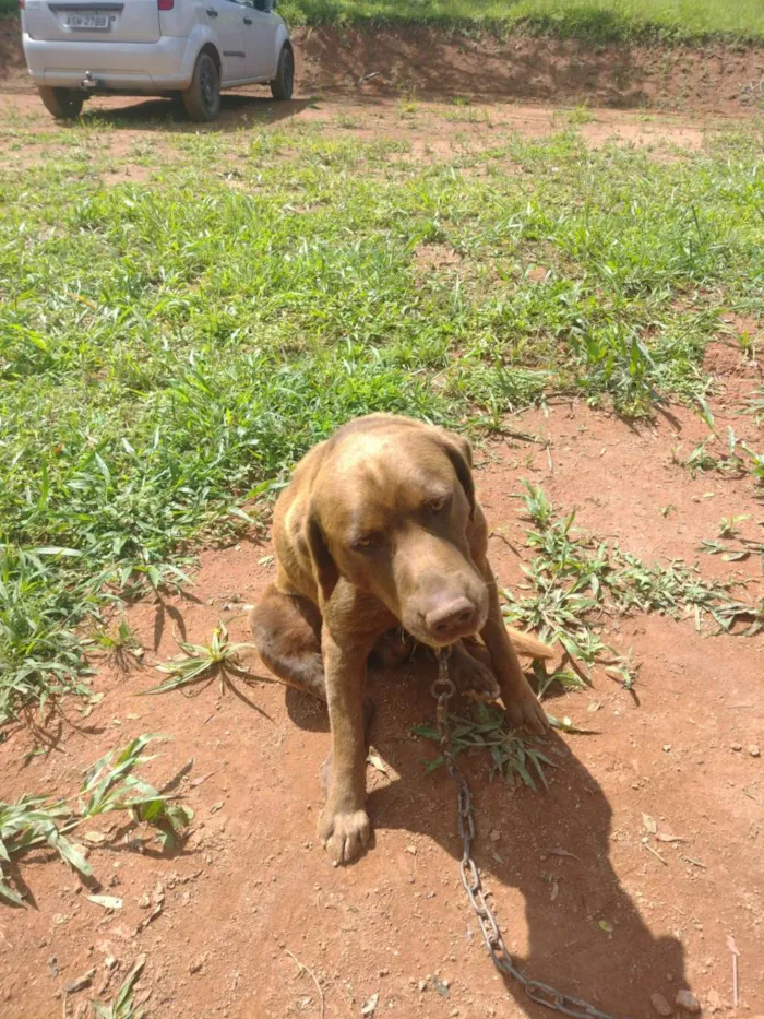 Cachorro raça Labrador  idade 2 anos nome Hairo 