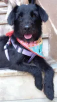 Lola