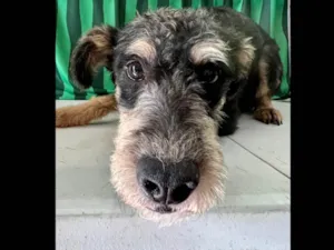 Cachorro raça SRD-ViraLata idade 7 a 11 meses nome Charlie