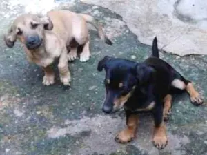 Cachorro raça SRD-ViraLata idade 2 a 6 meses nome Belinha