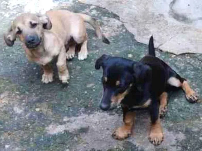 Cachorro ra a SRD-ViraLata idade 2 a 6 meses nome Belinha