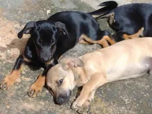 Cachorro raça SRD-ViraLata idade 2 a 6 meses nome Pretinha 