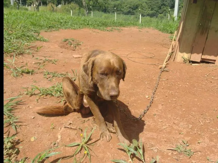 Cachorro raça Labrador  idade 2 anos nome Hairo 