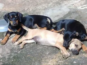 Cachorro raça SRD-ViraLata idade 2 a 6 meses nome Betoven, belinha, pretinha