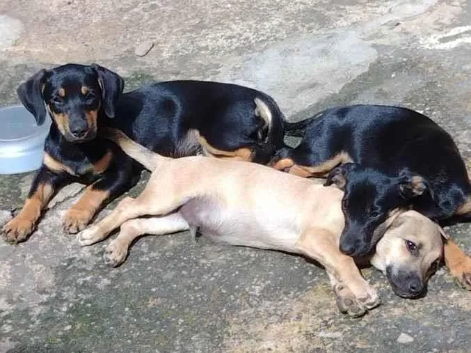 Cachorro ra a SRD-ViraLata idade 2 a 6 meses nome Betoven, belinha, pretinha