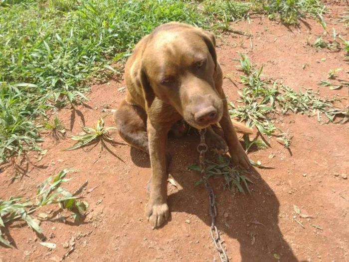 Cachorro raça Labrador  idade 2 anos nome Hairo 