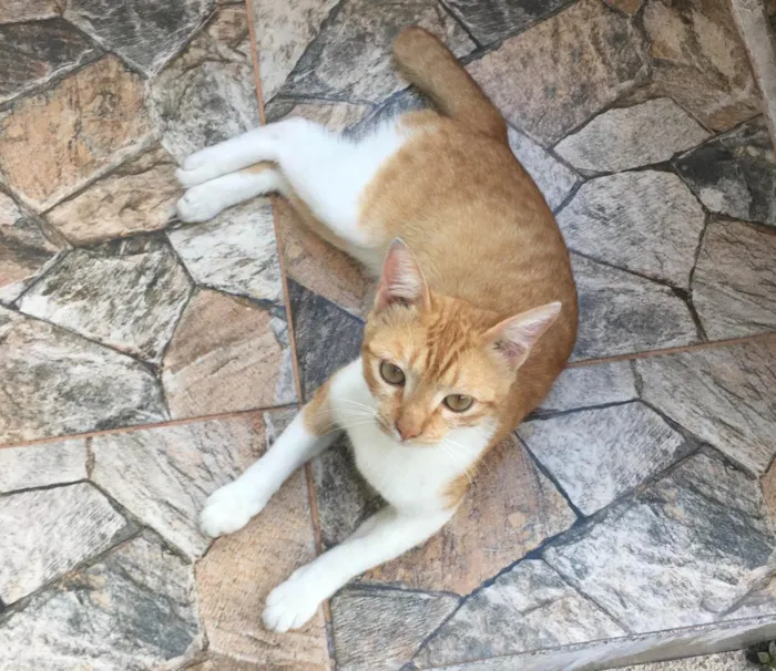 Gato ra a SRD-ViraLata idade 2 a 6 meses nome AmarElo