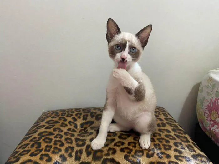 Gato raça SRD-ViraLata idade 2 a 6 meses nome Carandiru