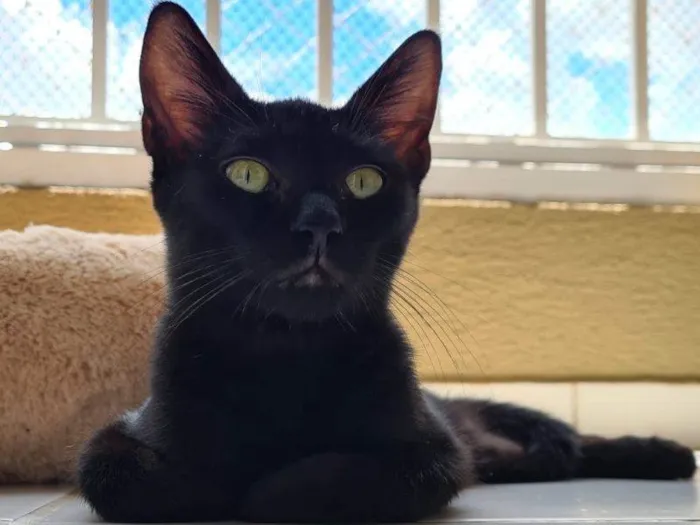 Gato raça SRD-ViraLata idade 2 a 6 meses nome Confucio