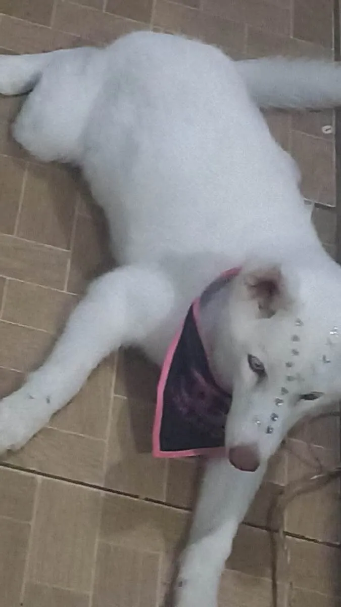 Cachorro ra a Husky Siberiano idade 2 a 6 meses nome Delta