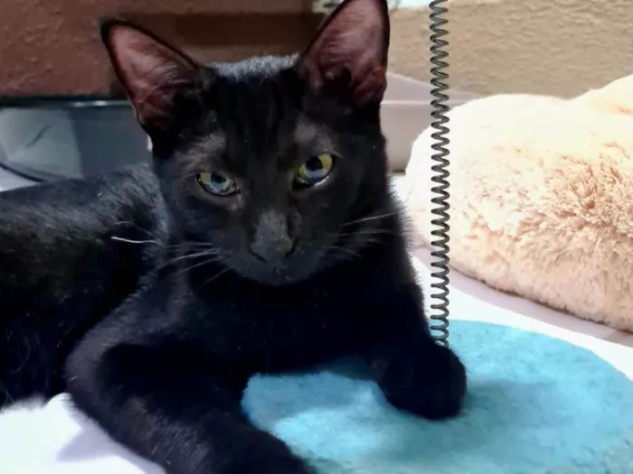 Gato raça SRD-ViraLata idade 2 a 6 meses nome Sangerman