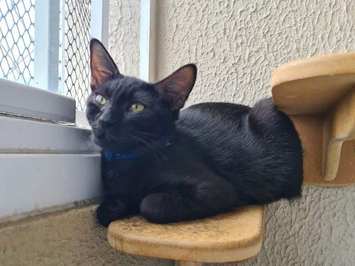 Gato raça SRD-ViraLata idade 2 a 6 meses nome Sangerman