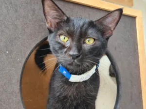 Gato raça SRD-ViraLata idade 2 a 6 meses nome Sangerman