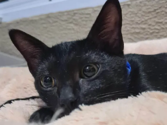 Gato raça SRD-ViraLata idade 2 a 6 meses nome Serapis