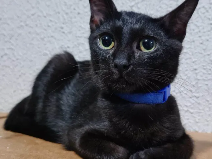 Gato raça SRD-ViraLata idade 2 a 6 meses nome Serapis