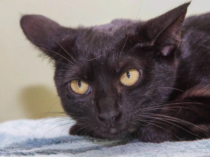 Gato raça SRD-ViraLata idade 2 a 6 meses nome Rowena