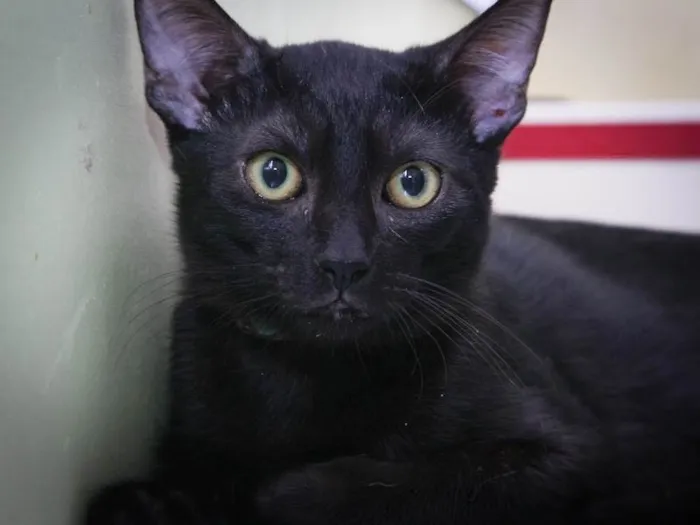 Gato raça SRD-ViraLata idade 2 a 6 meses nome Hilarion