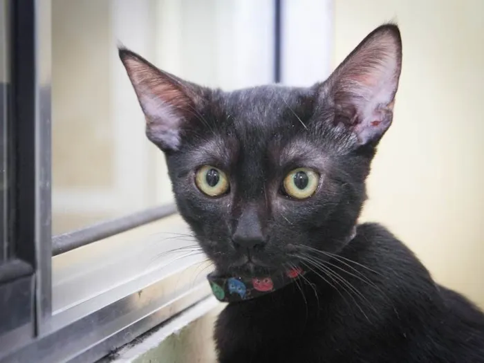 Gato raça SRD-ViraLata idade 2 a 6 meses nome Hilarion