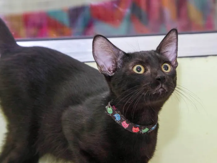 Gato raça SRD-ViraLata idade 2 a 6 meses nome Hilarion