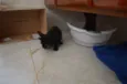 Zureba e Espoleta