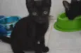 Zureba e Espoleta