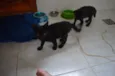 Zureba e Espoleta