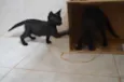Zureba e Espoleta