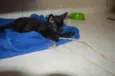 Zureba e Espoleta