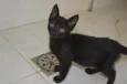 Zureba e Espoleta