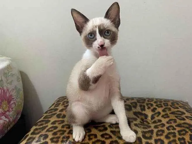 Gato raça SRD-ViraLata idade 2 a 6 meses nome Carandiru