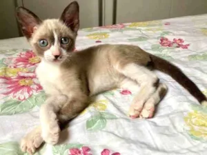 Gato raça SRD-ViraLata idade 2 a 6 meses nome Carandiru