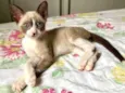 Gato raça SRD-ViraLata idade 2 a 6 meses nome Carandiru