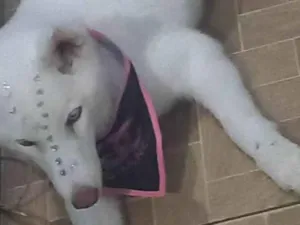 Cachorro raça Husky Siberiano idade 2 a 6 meses nome Delta