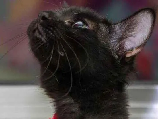 Gato raça SRD-ViraLata idade 2 a 6 meses nome Morya 