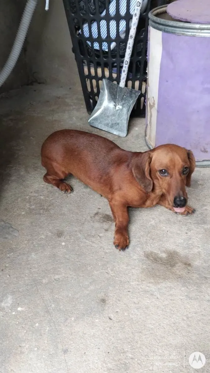 Cachorro ra a Basset-Cofap idade 2 anos nome Moana