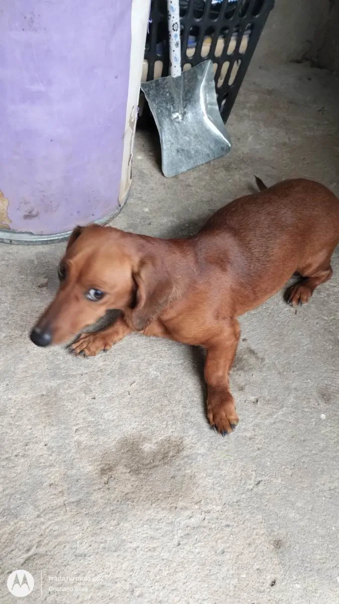 Cachorro ra a Basset-Cofap idade 2 anos nome Moana