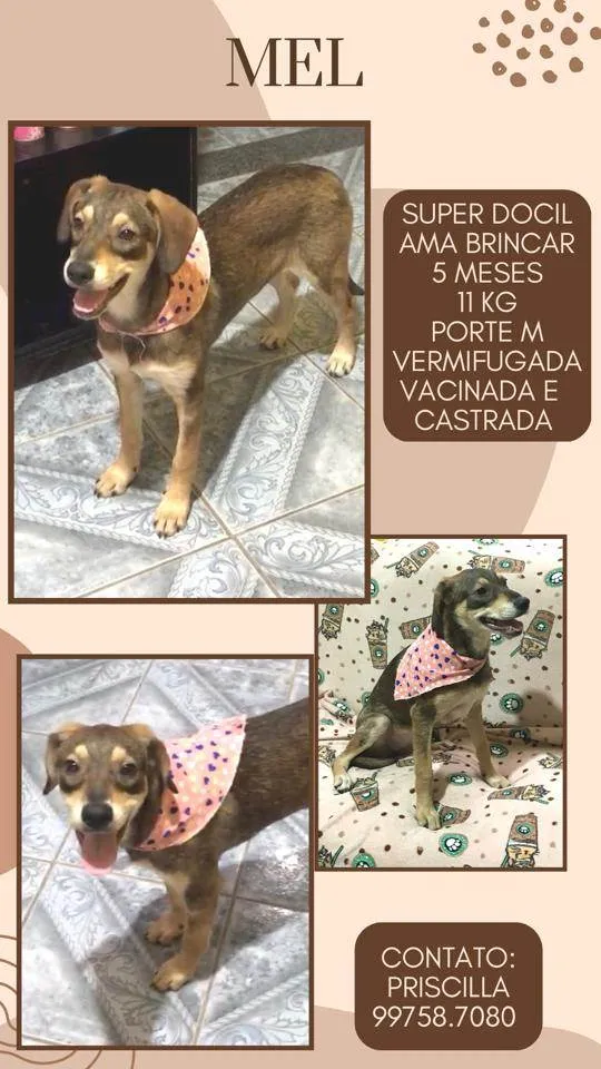 Cachorro raça SRD idade 2 a 6 meses nome Mel