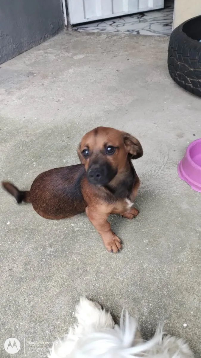 Cachorro ra a SRD-ViraLata idade 2 a 6 meses nome Nevasca