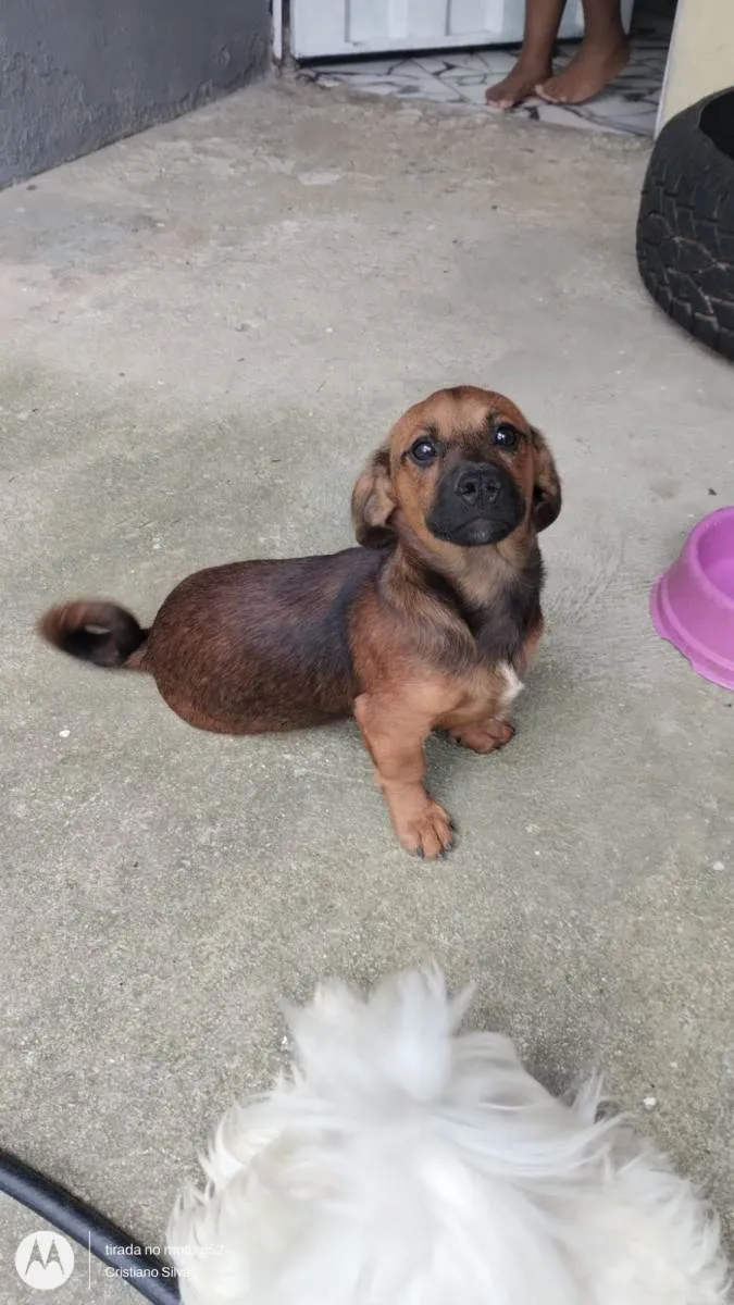 Cachorro ra a SRD-ViraLata idade 2 a 6 meses nome Nevasca