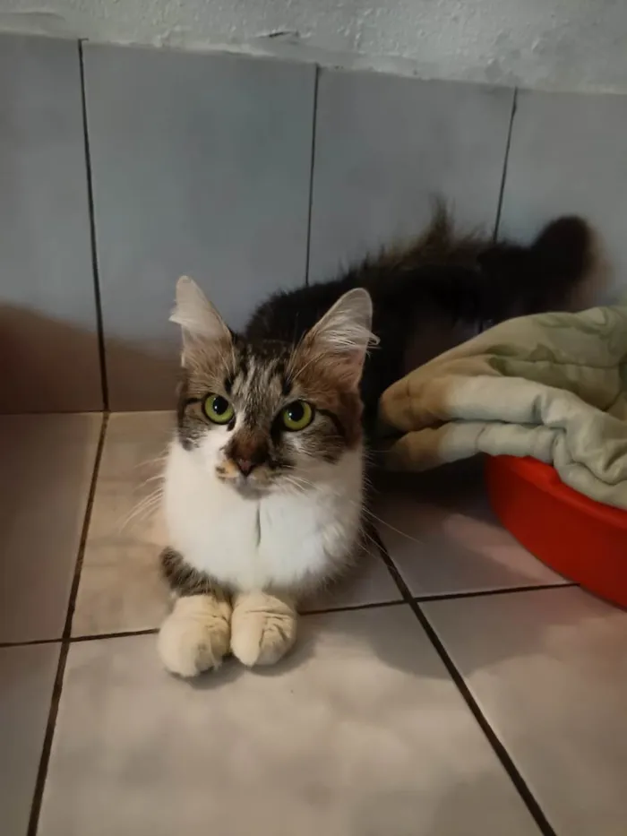 Gato raça SRD idade 1 ano nome Sem nome