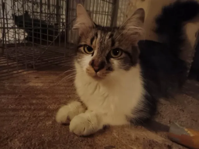 Gato raça SRD idade 1 ano nome Sem nome