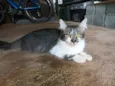 Gato raça SRD idade 1 ano nome Sem nome