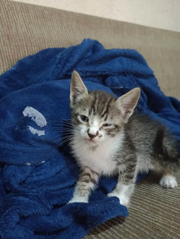 Gato ra a SRD-ViraLata idade 2 a 6 meses nome não tem