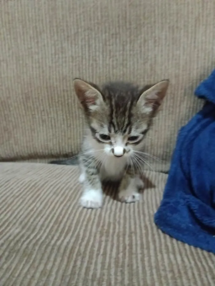 Gato ra a SRD-ViraLata idade 2 a 6 meses nome não tem