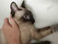 Kiara